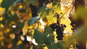 festivaluri de vin toamnă în Europa vie toamna